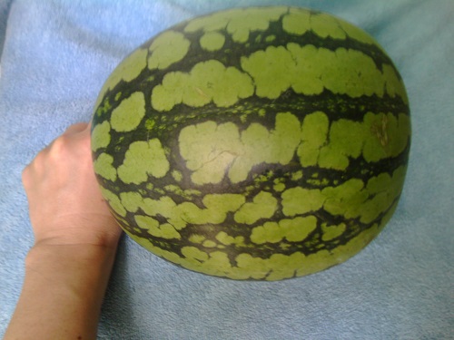 台湾の物価‐スイカの値段とサイズ‐小西瓜